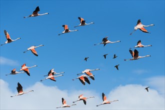 Flock of flying Chilean Flamingos (Phoenicopterus chilensis)