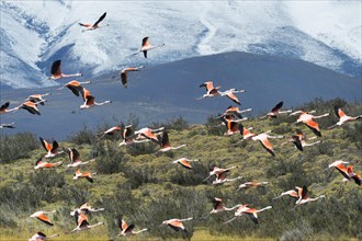 Chilean Flamingos (Phoenicopterus chilensis) taking off