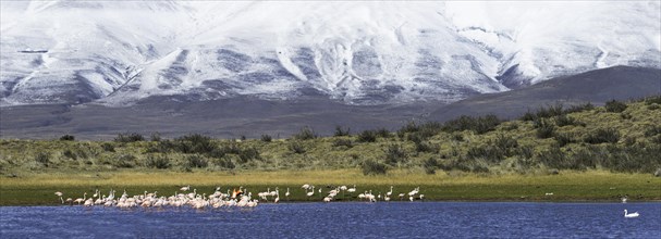 Chilean Flamingos (Phoenicopterus chilensis)