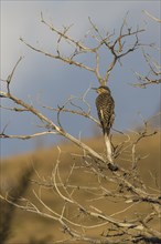 Campo Flicker (Colaptes campestris) on a dry tree