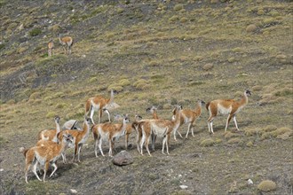 Group of Guanacos (Lama guanicoe) in the steppe