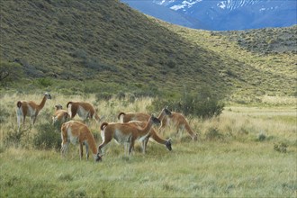 Group of Guanacos (Lama guanicoe) in the steppe