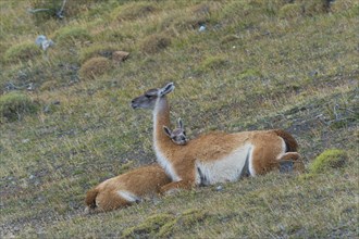 Young Guanaco (Lama guanicoe) lying on the ground with its head on the back of the female