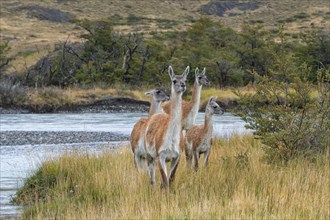 Guanacos (Lama guanicoe)