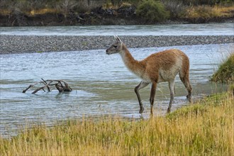 Guanaco (Lama guanicoe) crossing a river