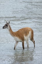Guanaco (Lama guanicoe) crossing a river