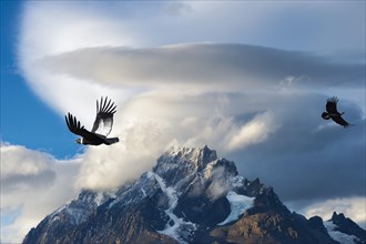 Andean Condors (Vultur gryphus) flying over mountains