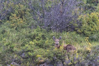 South Andean Deer (Hippocamelus bisulcus)