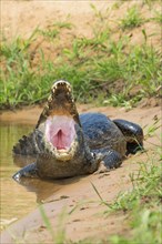Yacare Caiman (Caiman yacare) at shore with open mouth