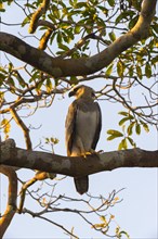 Harpy Eagle (Harpia harpyia)