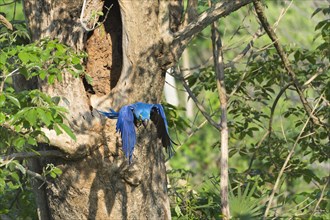 Hyacinth Macaw (Anodorhynchus hyacinthinus) flying out of its tree nest