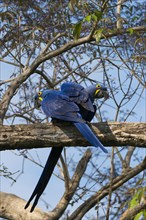 Hyacinth Macaws (Anodorhynchus hyacinthinus)