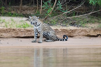 Jaguar (Panthera onca) sitting on a riverbank