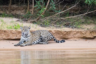 Jaguar (Panthera onca) lying on a riverbank