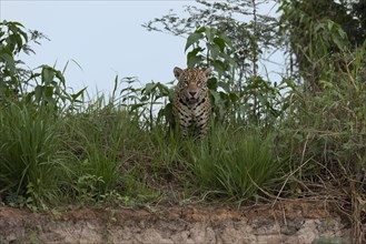Jaguar (Panthera onca) standing in grass on the shore