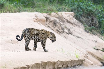 Jaguar (Panthera onca) on a sandbank