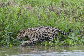 Jaguar (Panthera onca) walking on the shore