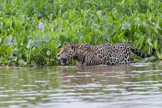 Jaguar (Panthera onca) in the water
