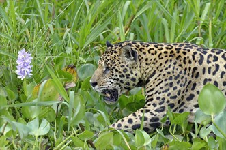 Jaguar (Panthera onca) walking between Water Hyacinth (Eichhornia crassipes) along the Cuiaba river