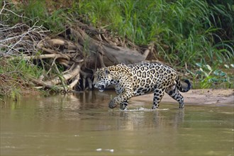 Jaguar (Panthera onca) going in water