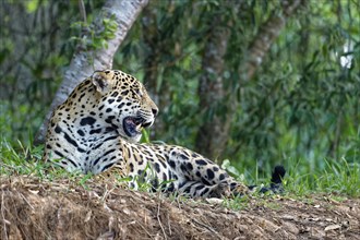 Jaguar (Panthera onca) lying on a river bank