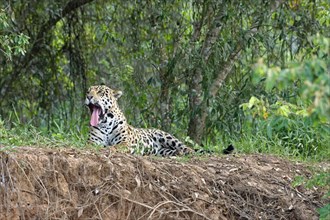 Jaguar (Panthera onca) lying on a river bank and yawning