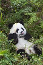 Giant Panda (Ailuropoda melanoleuca)