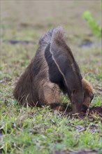 Giant Anteater (Myrmecophaga tridactyla) foraging and feeding in termite mound
