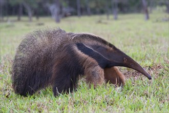 Giant Anteater (Myrmecophaga tridactyla) foraging