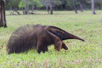 Giant Anteater (Myrmecophaga tridactyla)