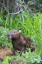 Capybara (Hydrochaeris hydrochaeris) with a Black-capped Donacobius (Donacobius atricapilla) on the back