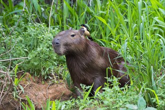 Capybara (Hydrochaeris hydrochaeris) with a Black-capped Donacobius (Donacobius atricapilla) on the back