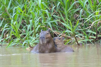 Capybaras (Hydrochaeris hydrochaeris) adult female with a young in the water