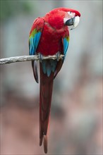 Green-winged Macaw or Red-and-green Macaw (Ara chloropterus)