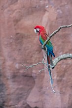 Green-winged Macaw or Red-and-green Macaw (Ara chloropterus)