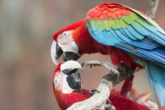 Playful Green-winged Macaws or Red-and-green Macaws (Ara chloropterus)