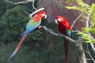 Green-winged Macaws or Red-and-green Macaws (Ara chloropterus)