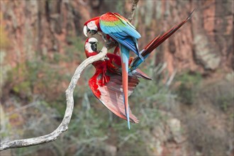 Playful Green-winged Macaws or Red-and-green Macaws (Ara chloropterus)
