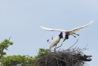 Jabiru (Jabiru mycteria) in flight over its nest