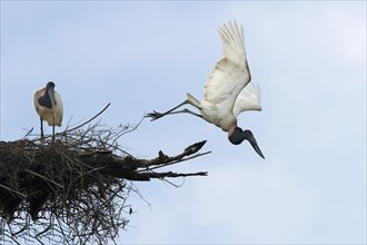Jabiru (Jabiru mycteria) in flight over its nest