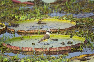 Great Kiskadee (Pitangus sulphuratus) perched on a leaf of the Giant Waterlily (Victoria amazonica)