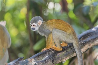 Squirrel Monkey (Saimiri sciureus)