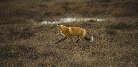 Red Fox (Vulpes vulpes)