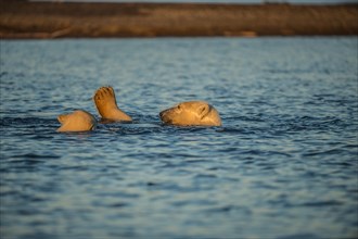 Two polar bears (Ursus maritimus) in the sea