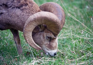Bighorn sheep (Ovis canadensis)