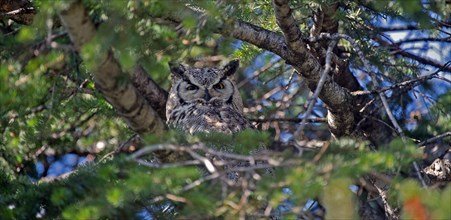 Great horned Owl (Bubo virginianus)