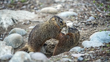 Yellow-bellied marmots (Marmota flaviventris)