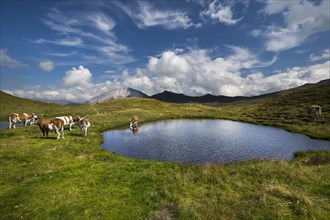 Cows by mountain lake on Hasellochscharte
