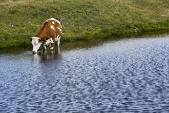 Cows drinking from mountain lake on Hasellochscharte