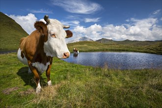 Cows at mountain lake on Hasellochscharte